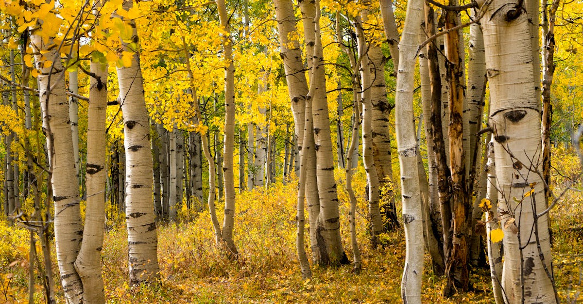 Intelligent Voice Assistant