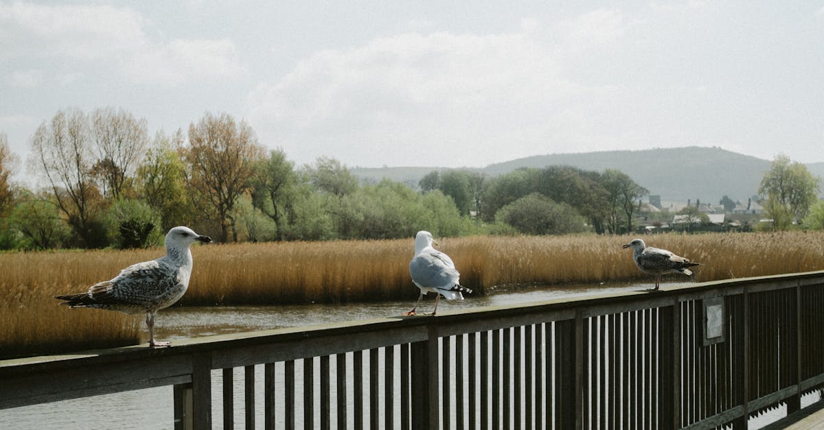 Que tipos de conteúdo você deve vender para começar no Adobe Stock?