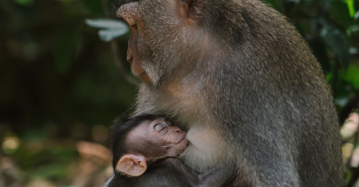 Explore o que fazer em Ubud em 5 dias: templos, mercados e natureza.