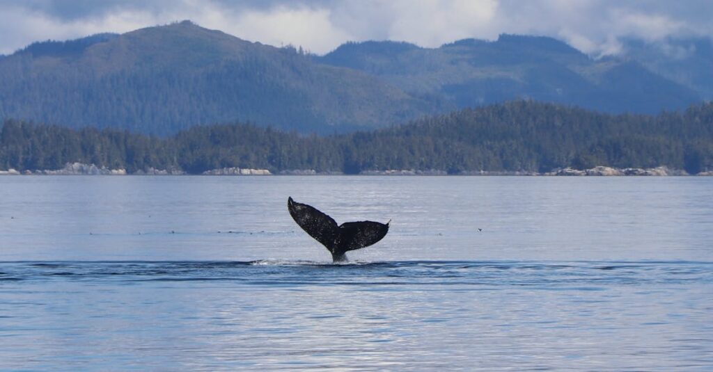 découvrez les fascinants requins-baleines, ces géants des mers qui parcourent les océans. apprenez-en davantage sur leur habitat, leur alimentation, et leurs comportements uniques dans notre guide complet.